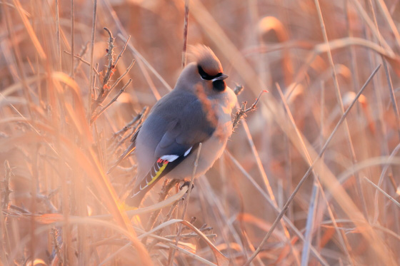 野鳥