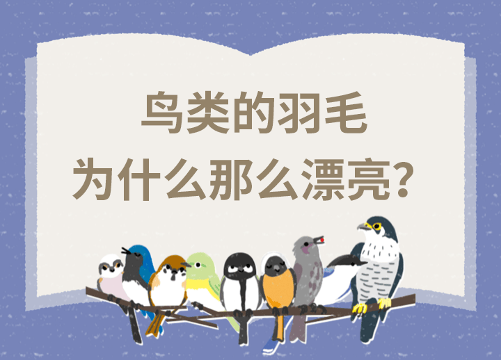 鳥(niǎo)類的羽毛為什么那么漂亮？